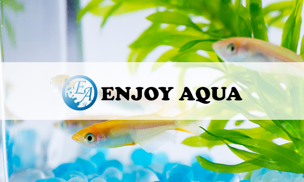 Webサイトを公開