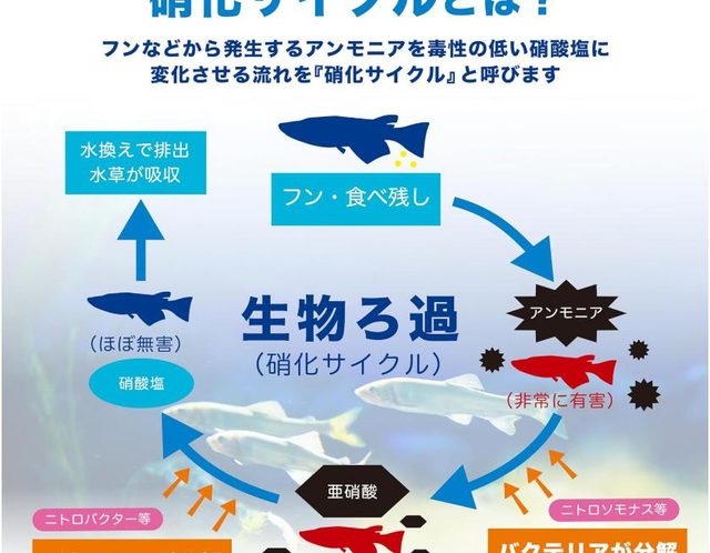 水槽の水換えはいつすればいい？頻度・交換量と魚への負担を減らす方法